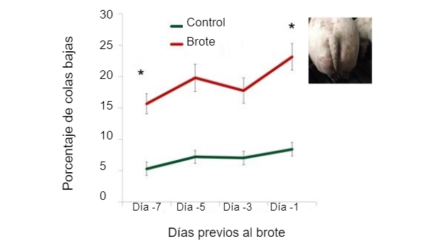 Figura 1. Porcentaje de colas bajas en&nbsp;los d&iacute;as previos al brote.&nbsp;
